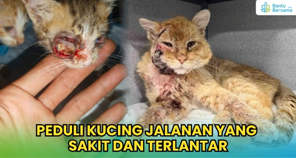 Peduli Kucing Jalanan Yang Sakit Dan Terlantar