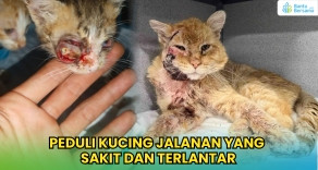 Peduli Kucing Jalanan Yang Sakit Dan Terlantar